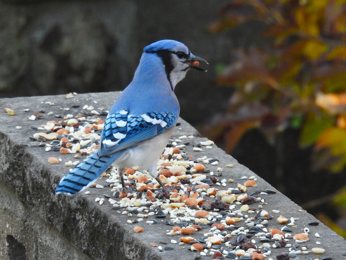 Blue Jay - ML644827019