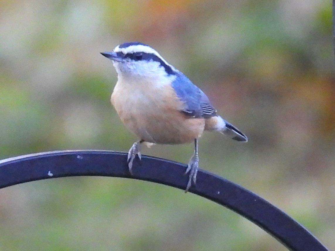 Red-breasted Nuthatch - ML644827024