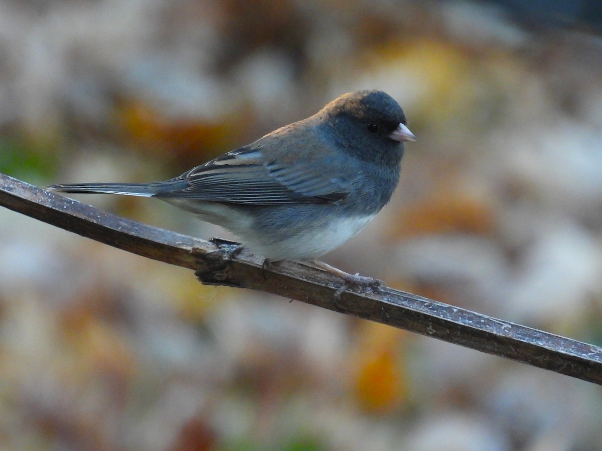 Dark-eyed Junco - ML644827034