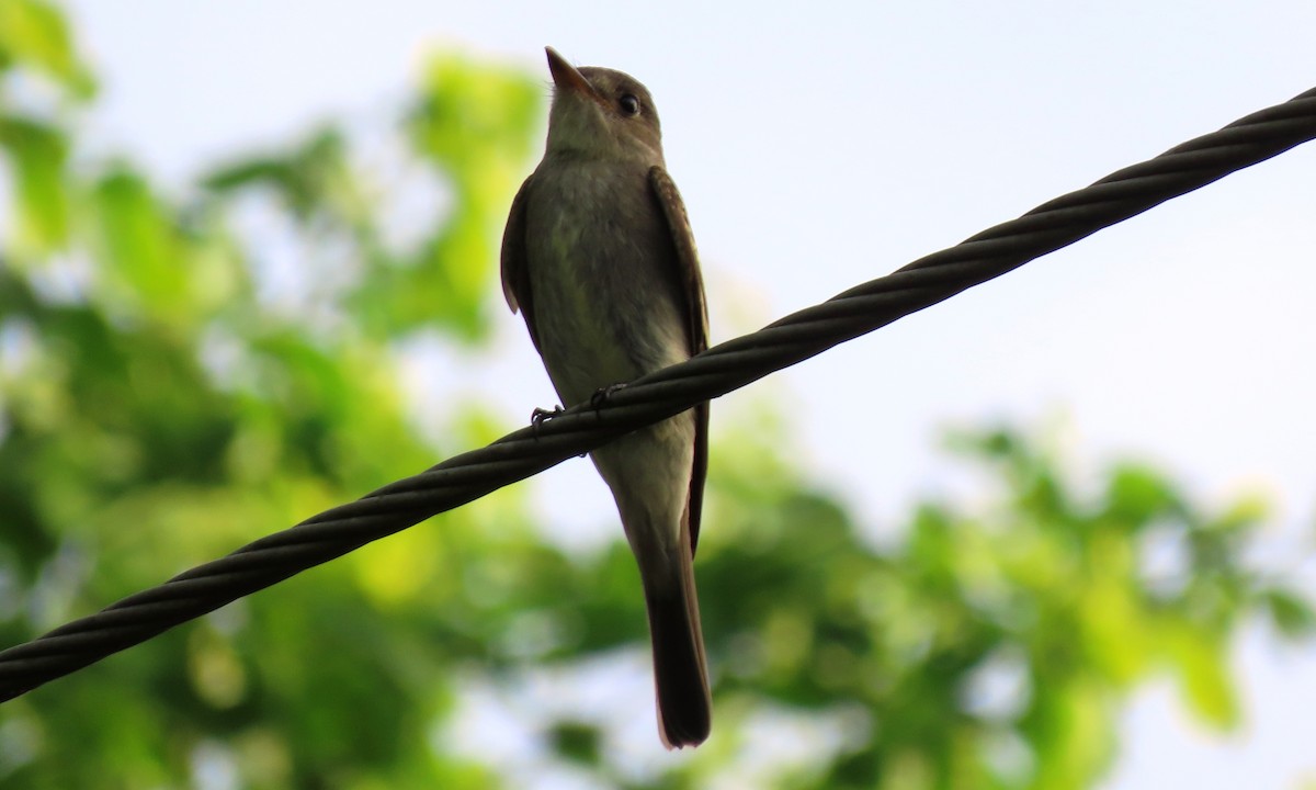 Eastern Wood-Pewee - ML644827040