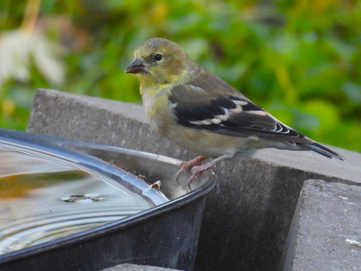 American Goldfinch - ML644827052