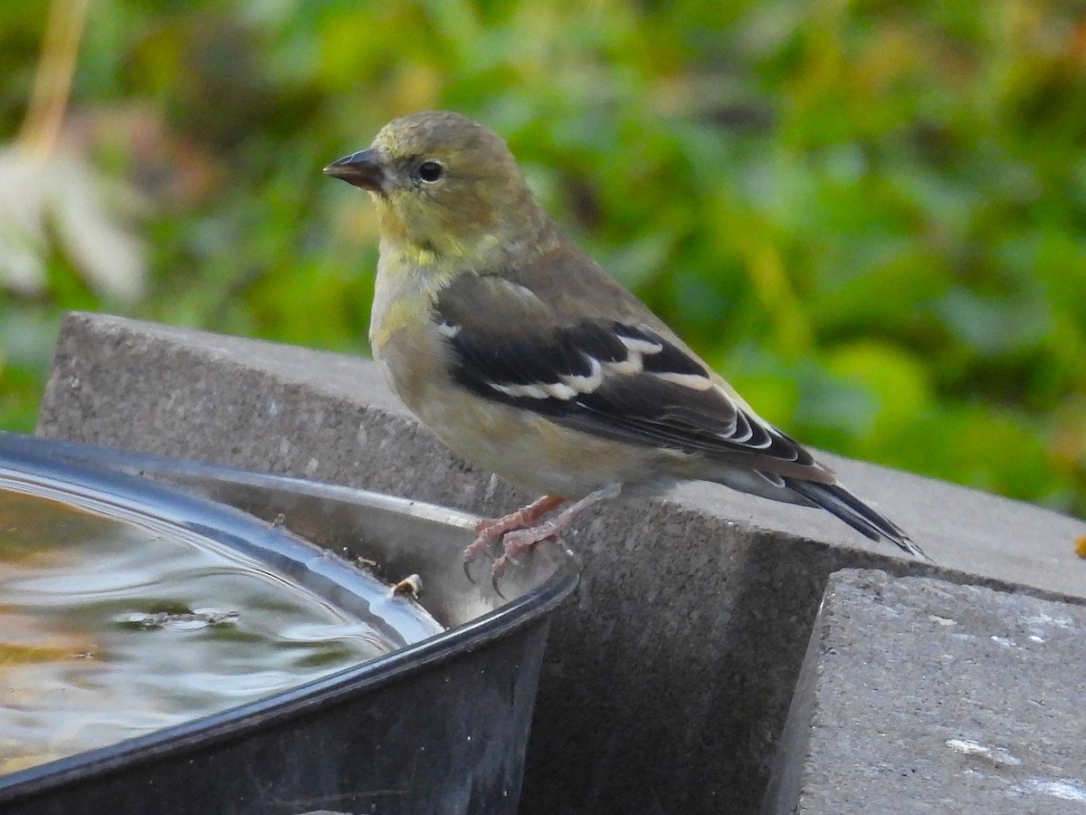 American Goldfinch - ML644827053