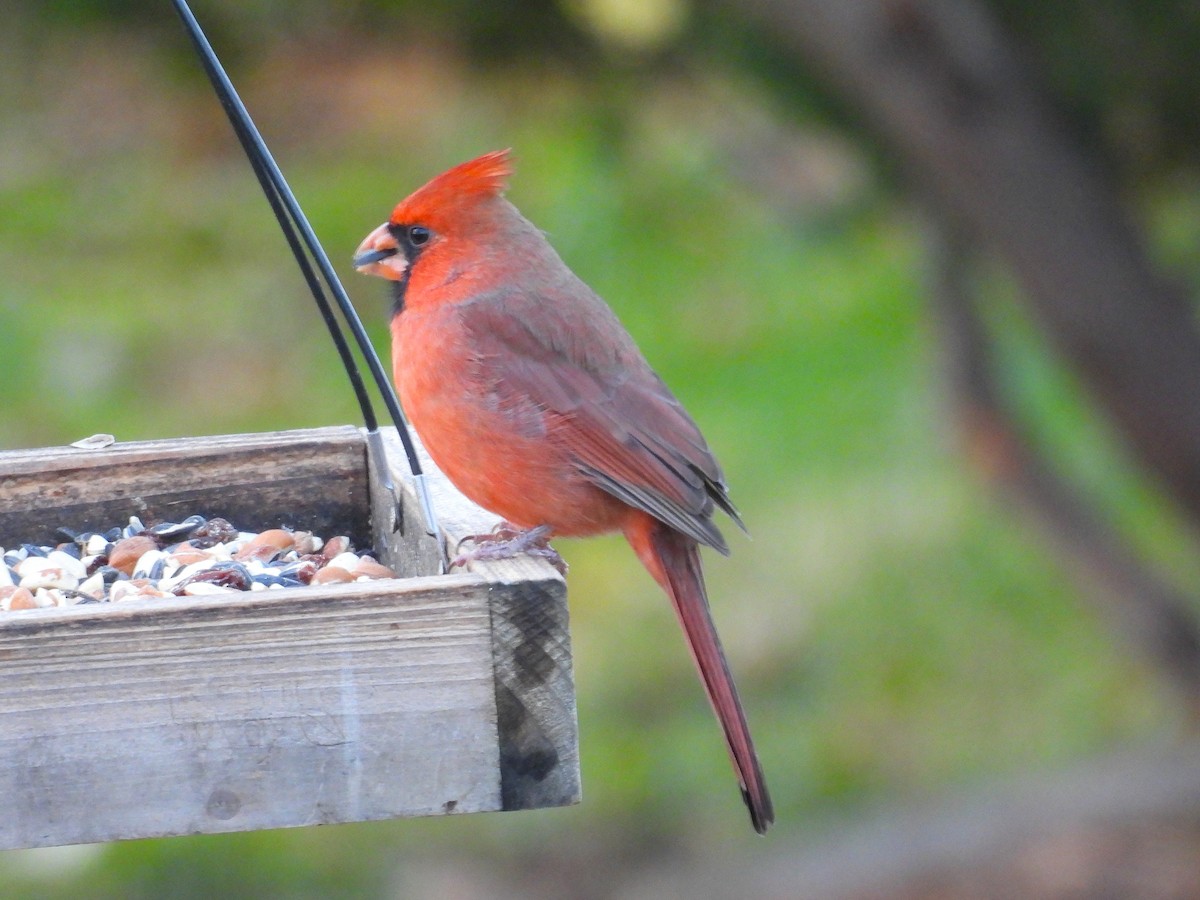 Northern Cardinal - ML644827056