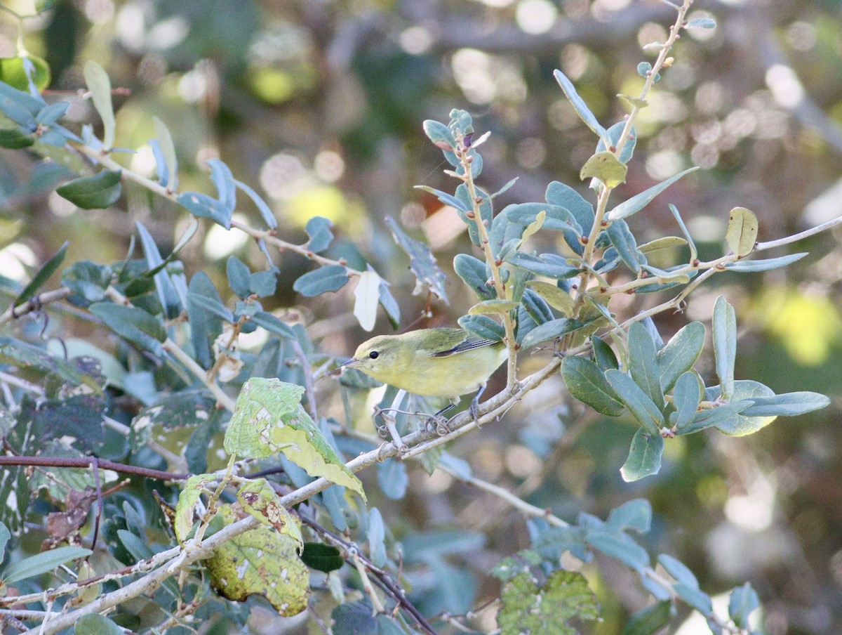 Tennessee Warbler - ML644827063