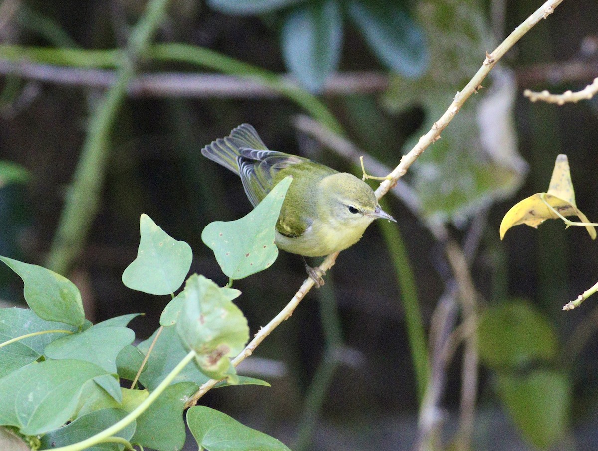 Tennessee Warbler - ML644827064