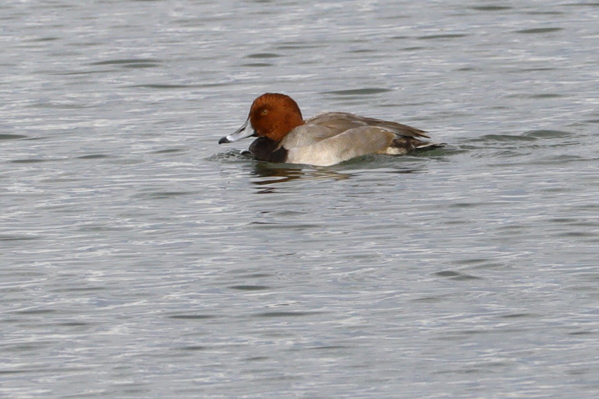 Redhead - ML644827065