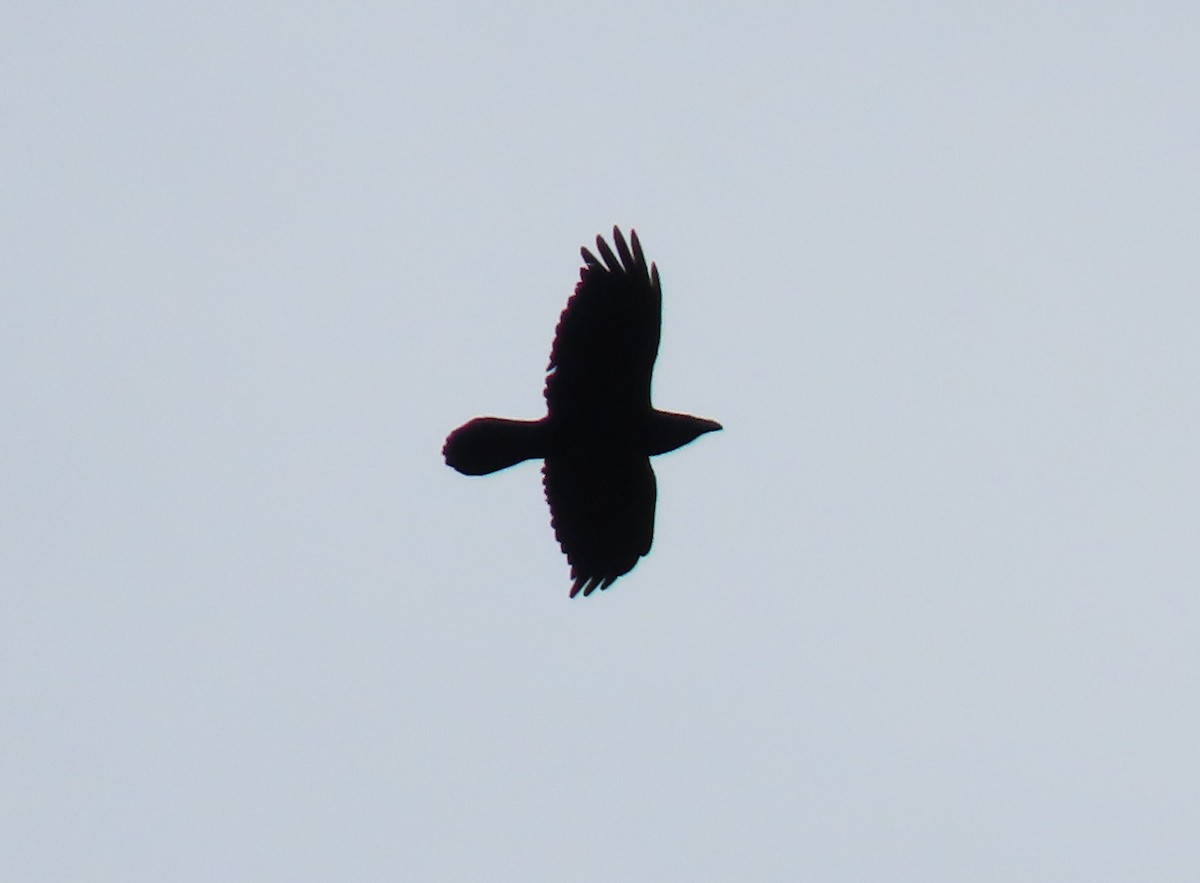 Grand Corbeau - ML644827074