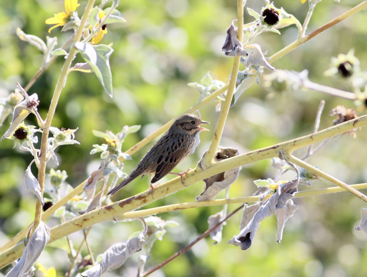 Lincoln's Sparrow - ML644827075