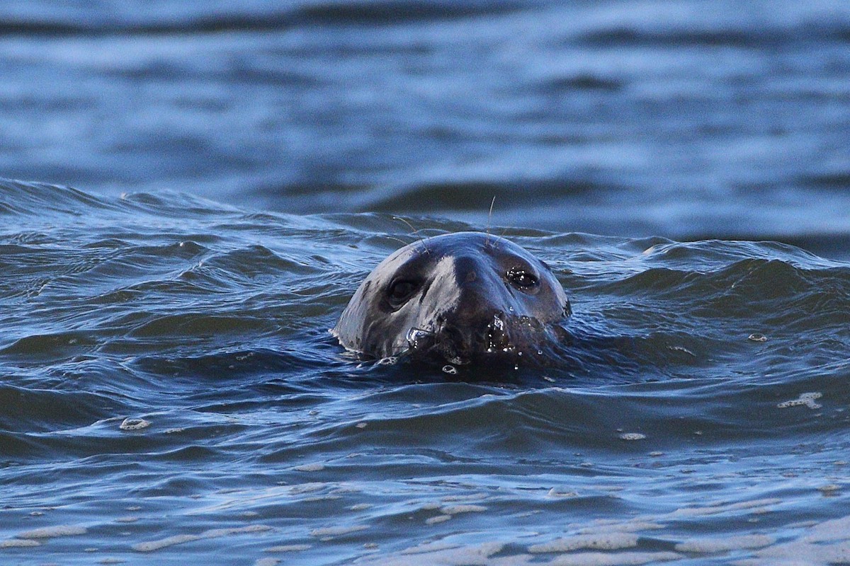Grey Seal - ML644827079