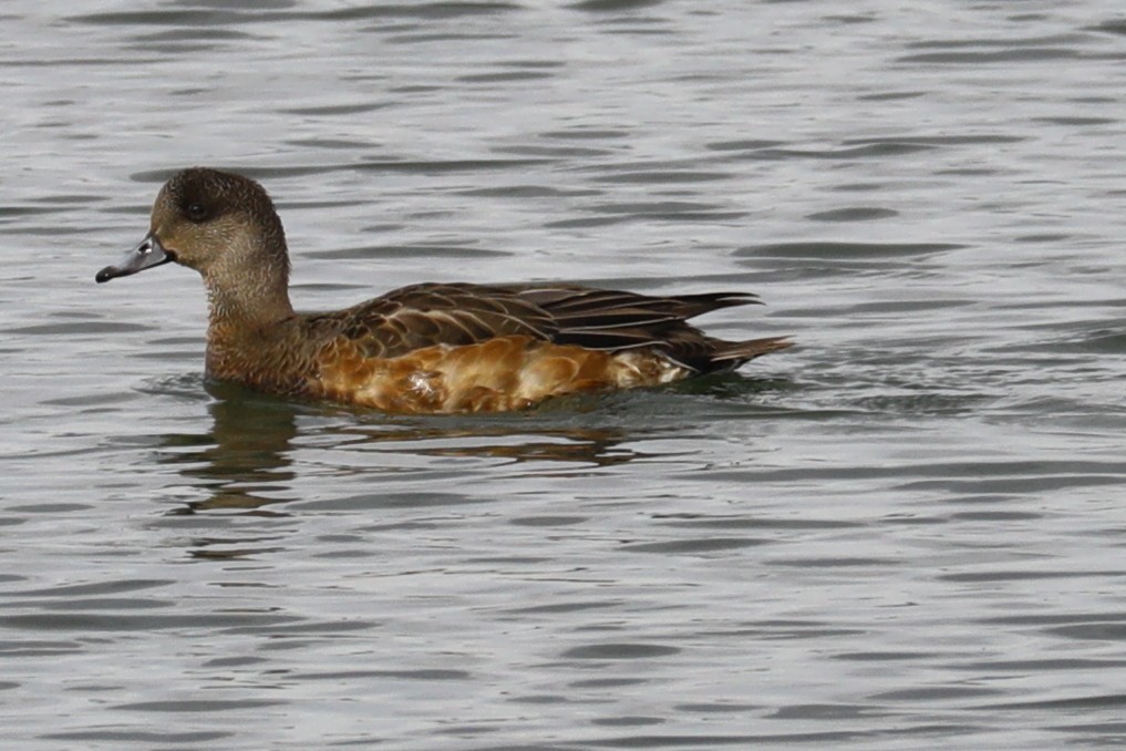 Серая утка - ML644827081