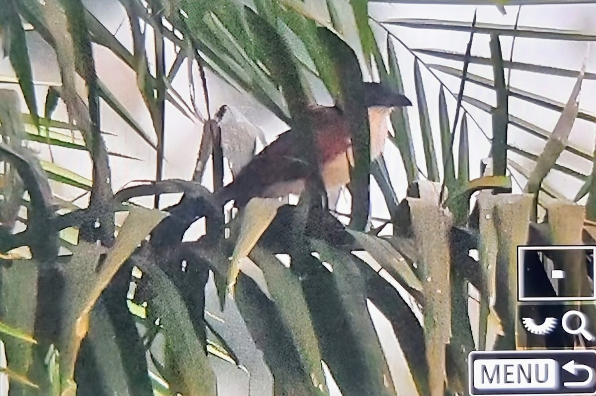 Blue-headed Coucal - ML644827089