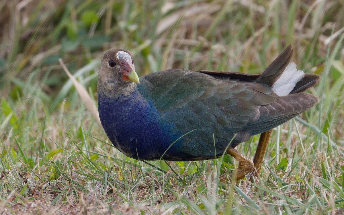 Малая султанка - ML644827092