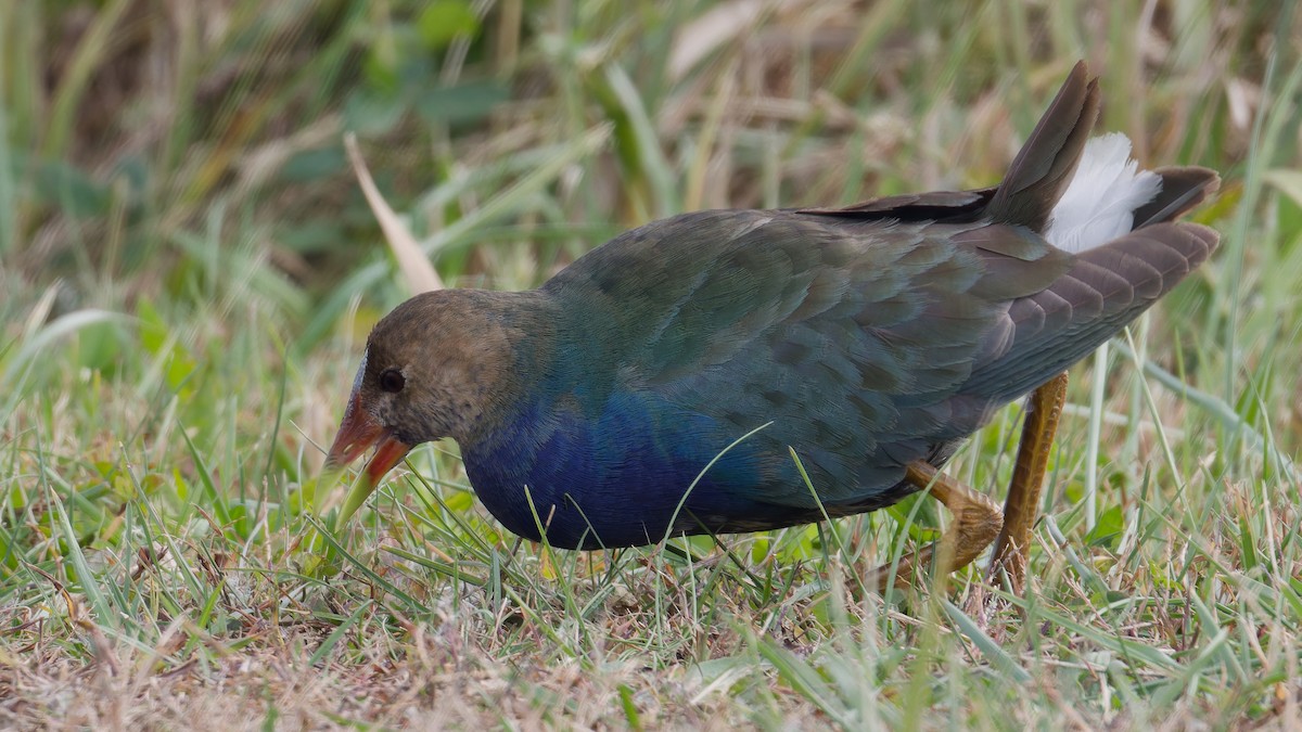 Малая султанка - ML644827093