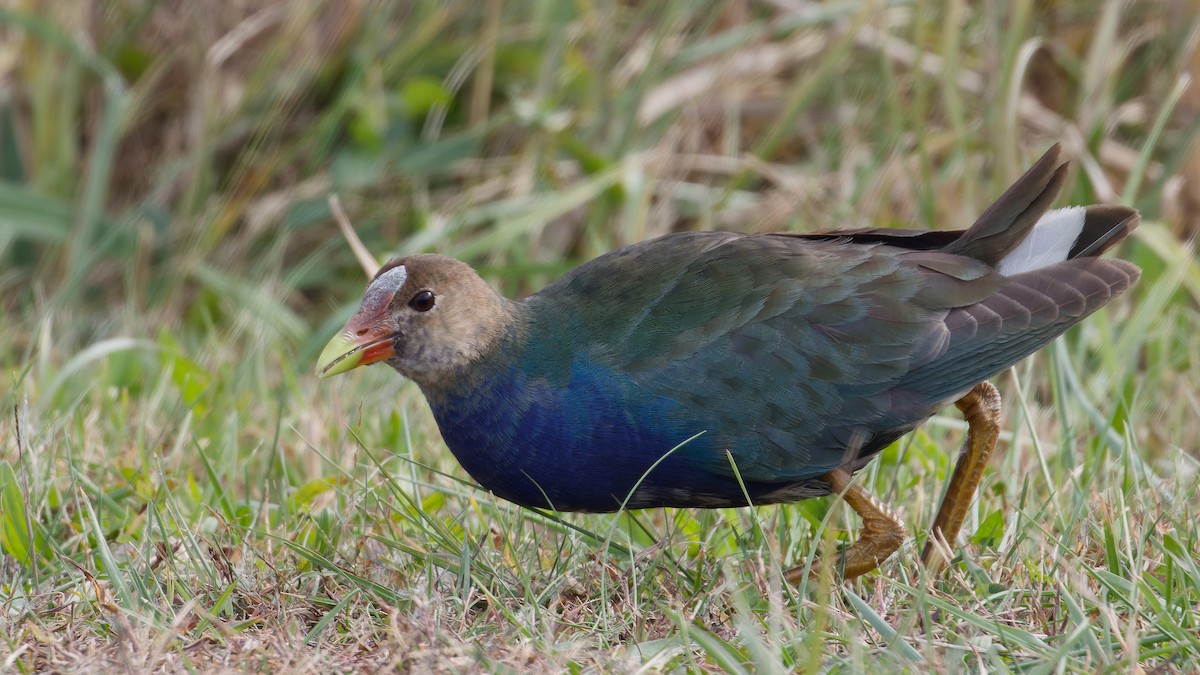 Малая султанка - ML644827094