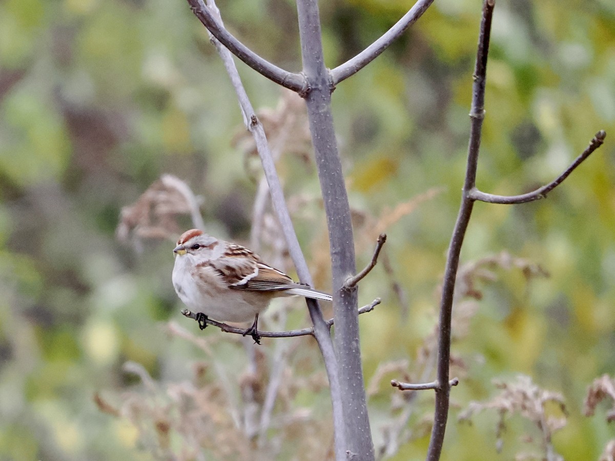 American Tree Sparrow - ML644827097