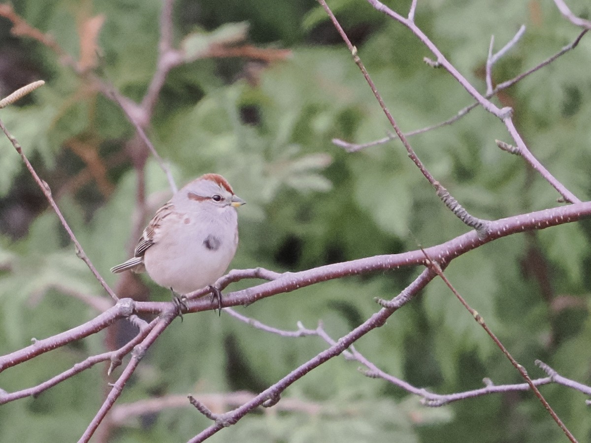 American Tree Sparrow - ML644827100