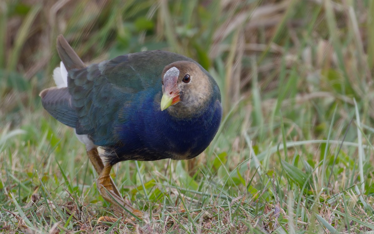 Малая султанка - ML644827103