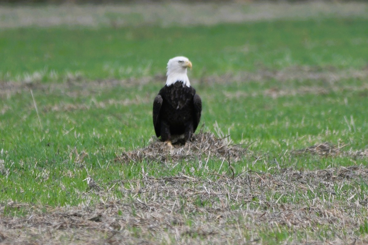 ハクトウワシ - ML644827109