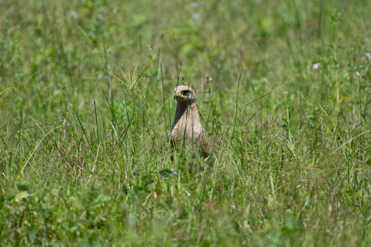 Busardo Sabanero - ML644827138