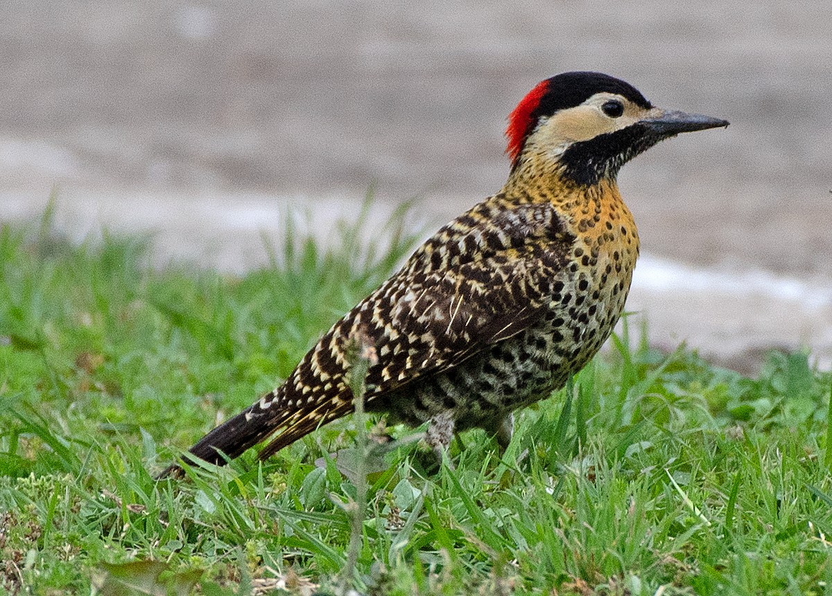 Carpintero Real (Sureño) - ML644827169