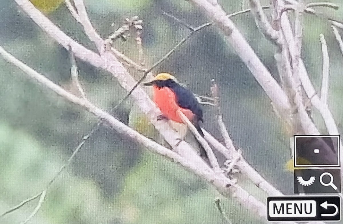 gulkronegonolek - ML644827173