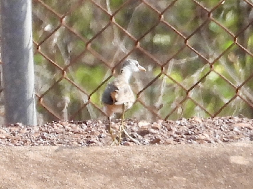 White-browed Crake - ML644827192