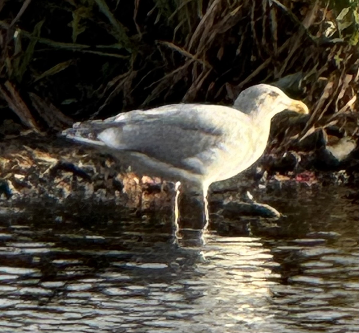 tanımsız Larinae sp. - ML644827200