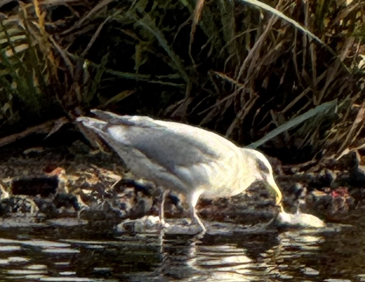 tanımsız Larinae sp. - ML644827201