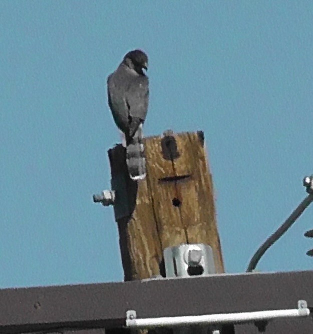 Cooper's Hawk - ML644827203