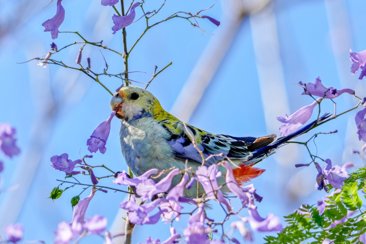 rosela žlutohlavá - ML644827220