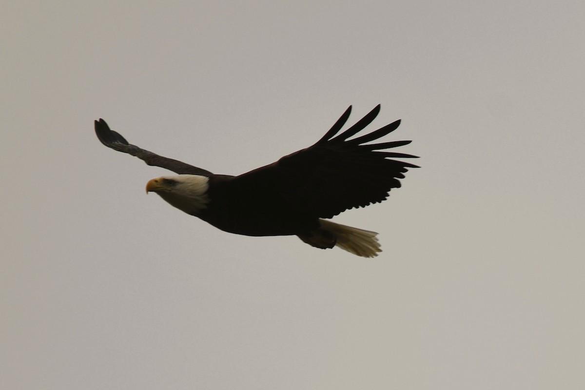 ハクトウワシ - ML644827227