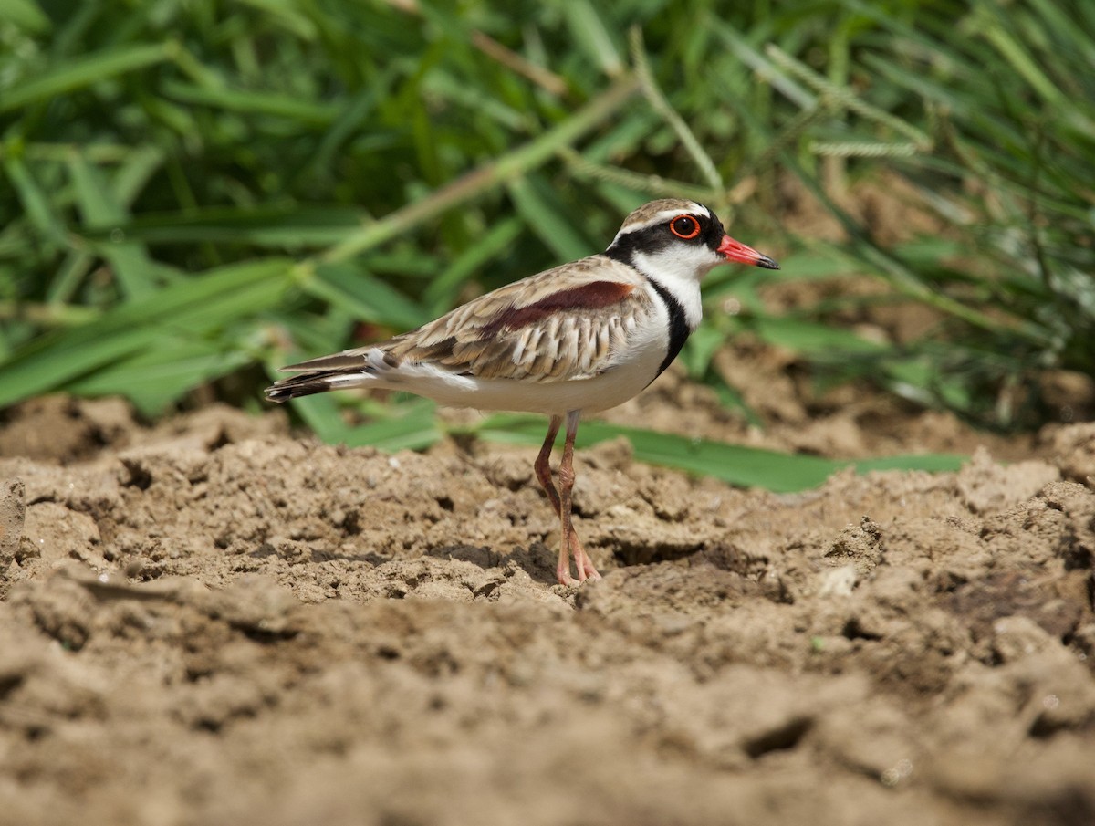 Chorlitejo Frentinegro - ML644827228