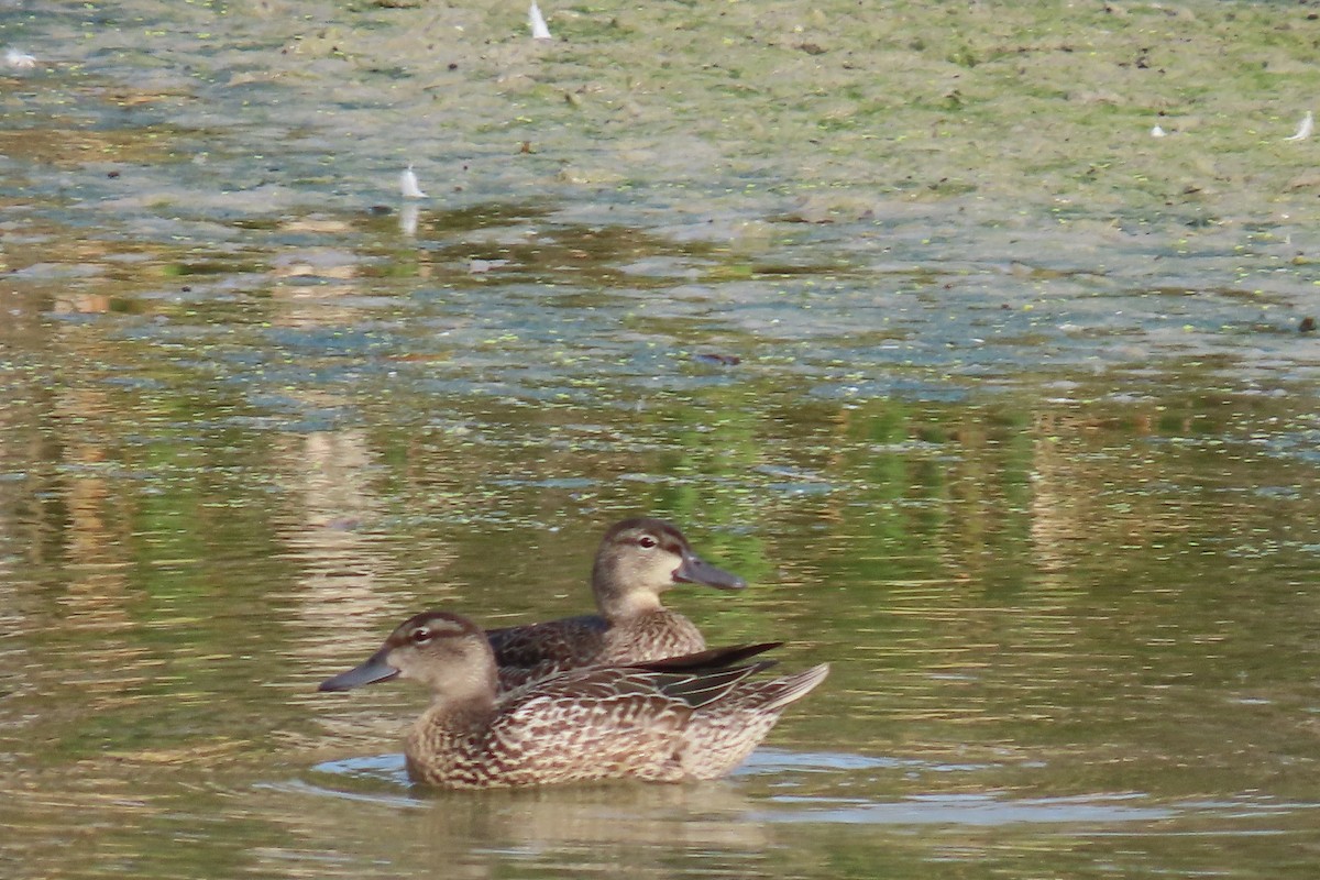 čírka modrokřídlá - ML644827230