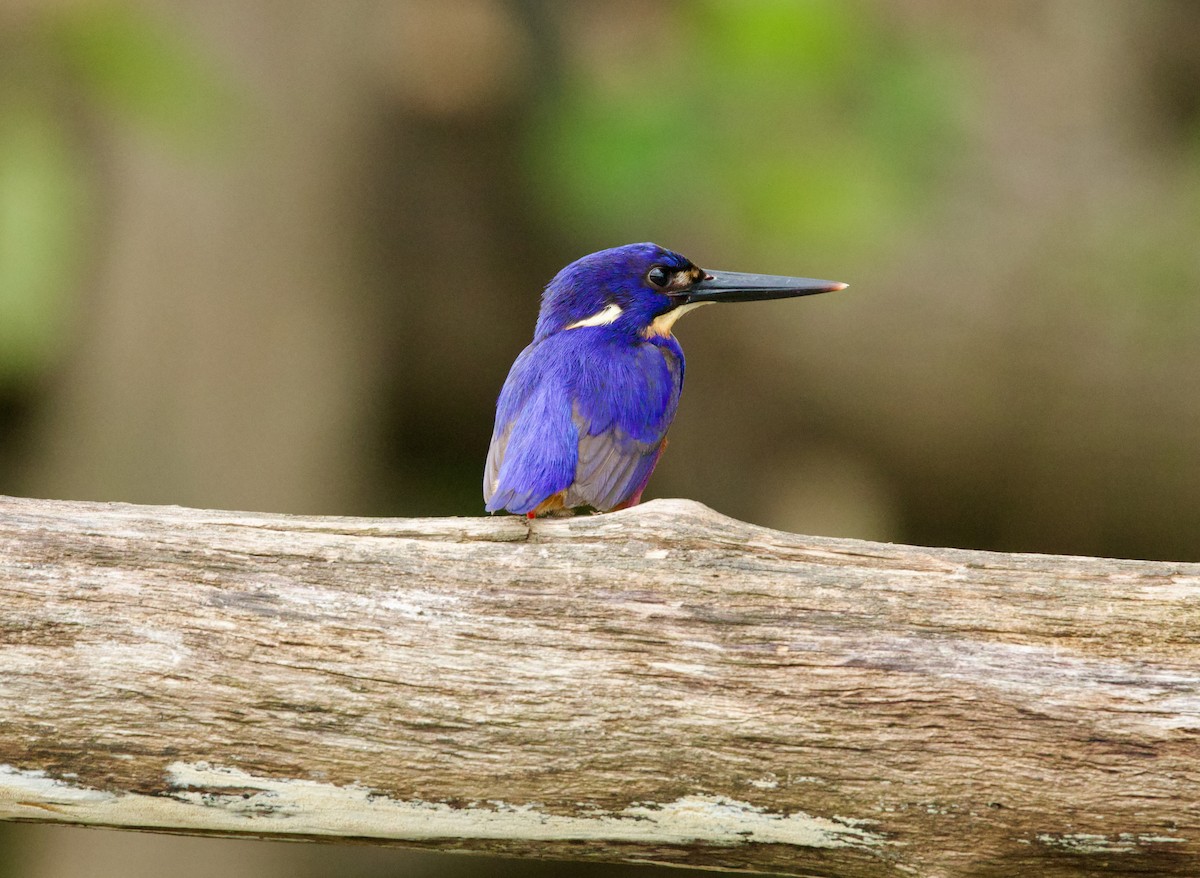 Martín Pescador Azur - ML644827243