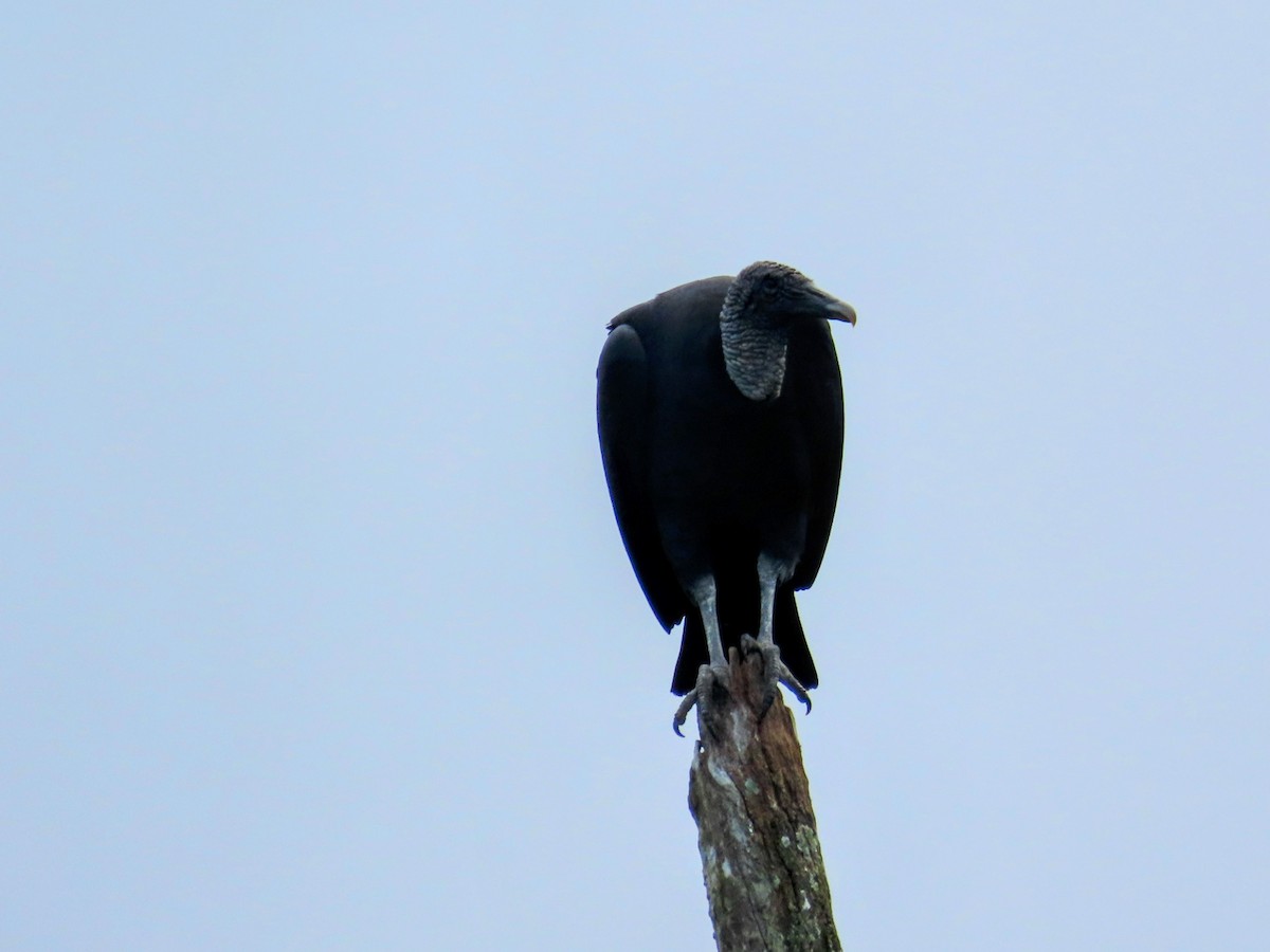 Чёрная катарта - ML644827245