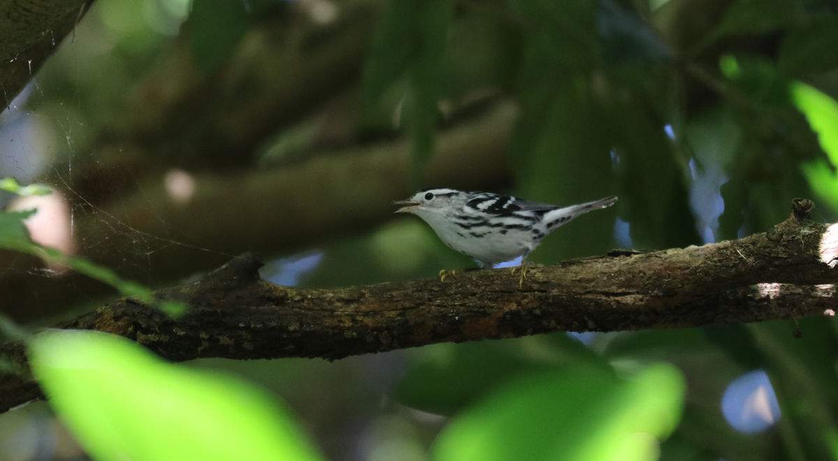סבכון עקוד - ML644827257