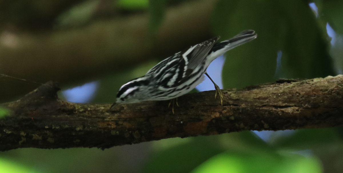 סבכון עקוד - ML644827258