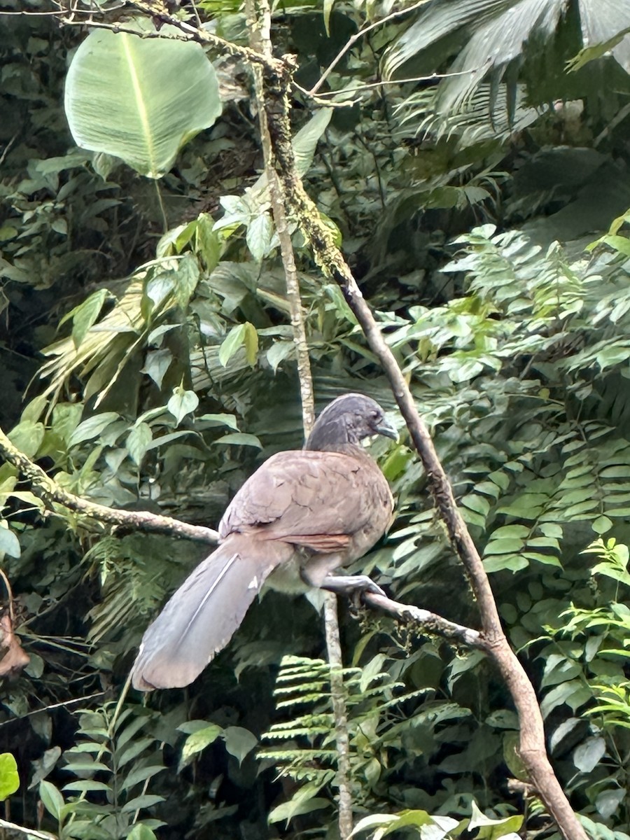 Ortalide à tête grise - ML644827271