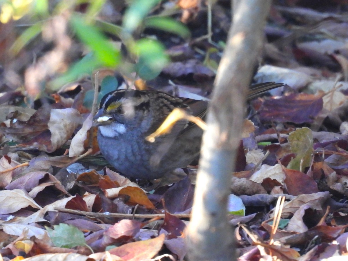 White-throated Sparrow - ML644827277