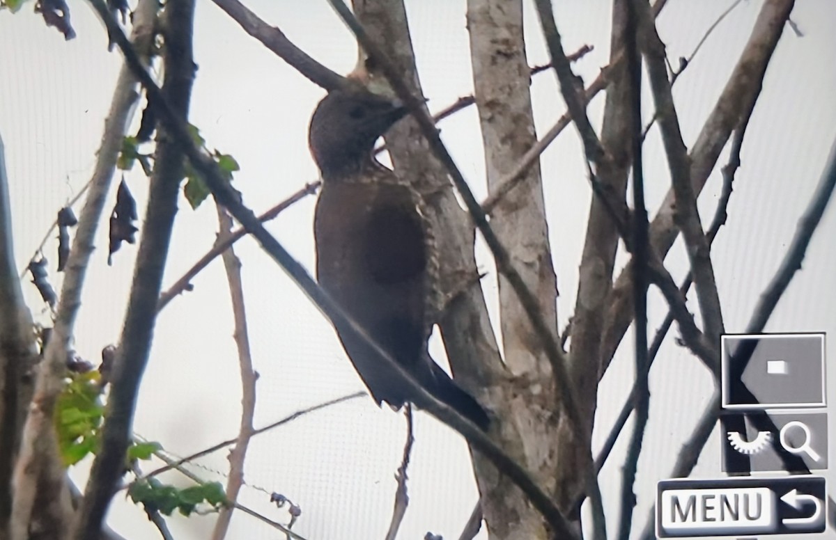 Buff-spotted Woodpecker - ML644827285
