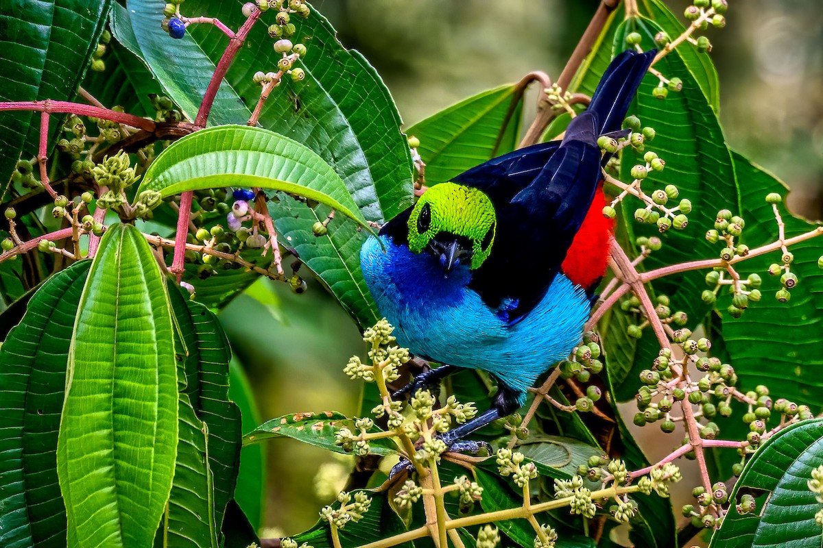 Paradise Tanager - ML644827288