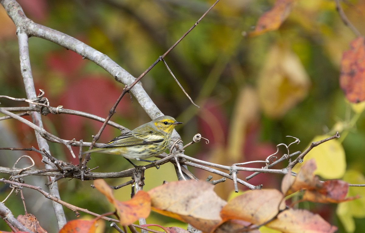 Cape May Warbler - ML644827319