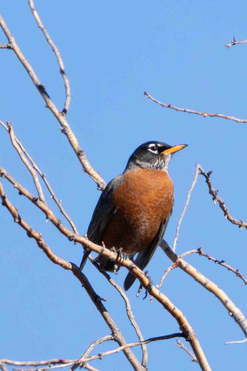 Странствующий дрозд - ML644827340