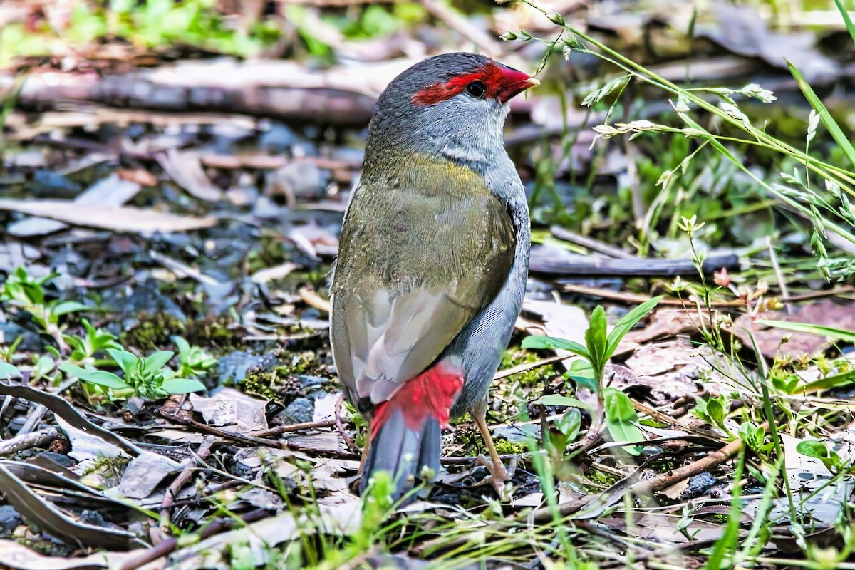 Diamante Cejirrojo - ML644827347