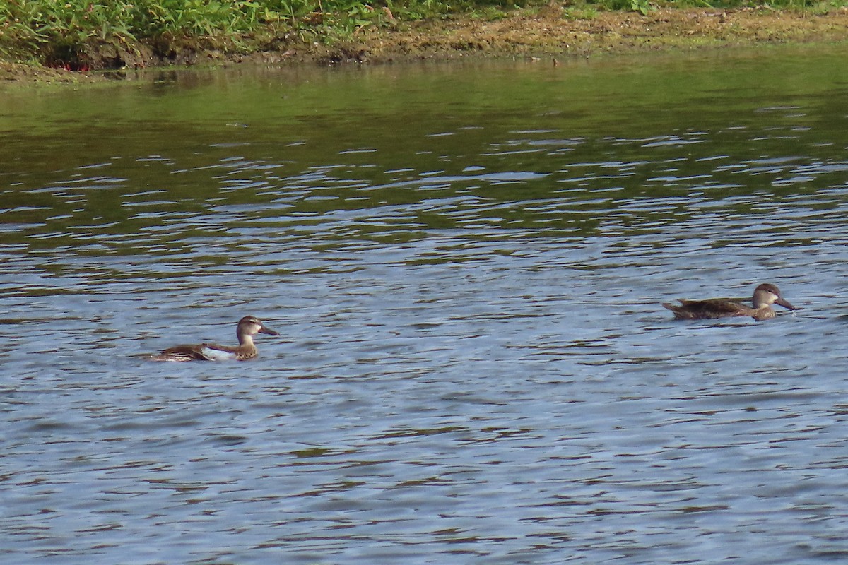 čírka modrokřídlá - ML644827348