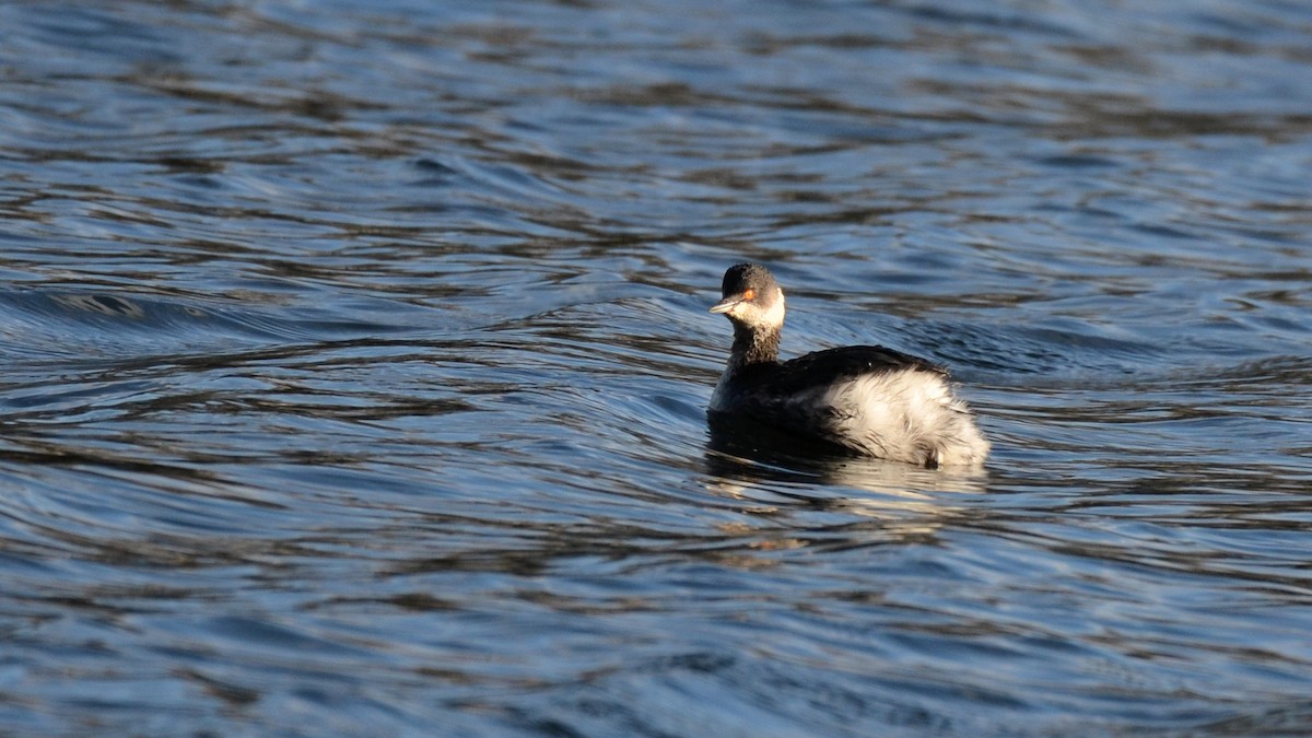 ハジロカイツブリ - ML644827351
