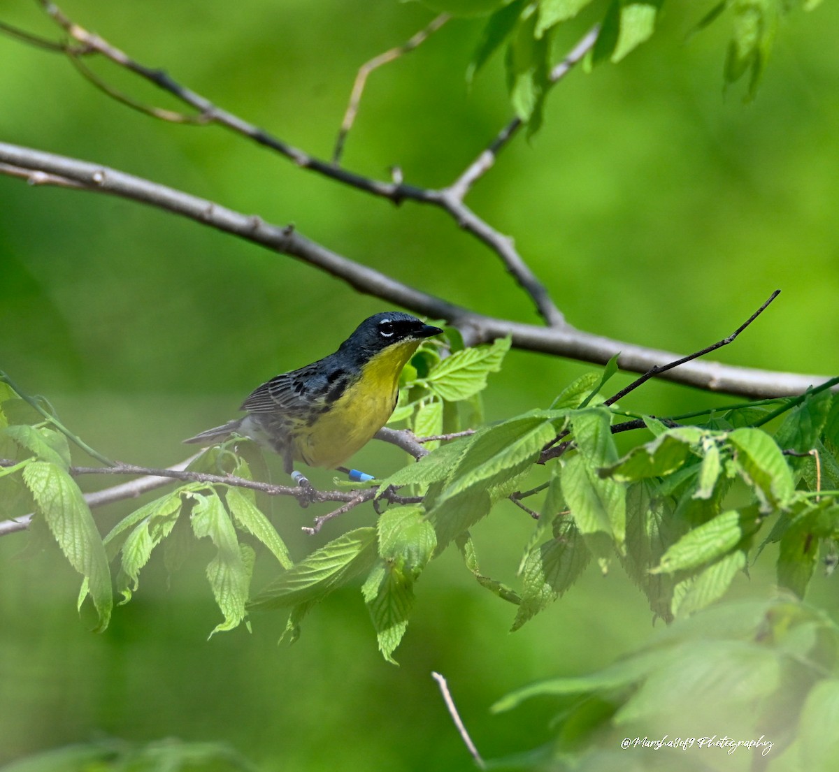 Kirtland's Warbler - ML644827357