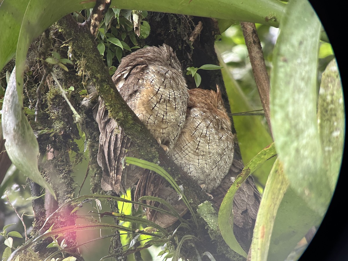 Petit-duc choliba - ML644827358