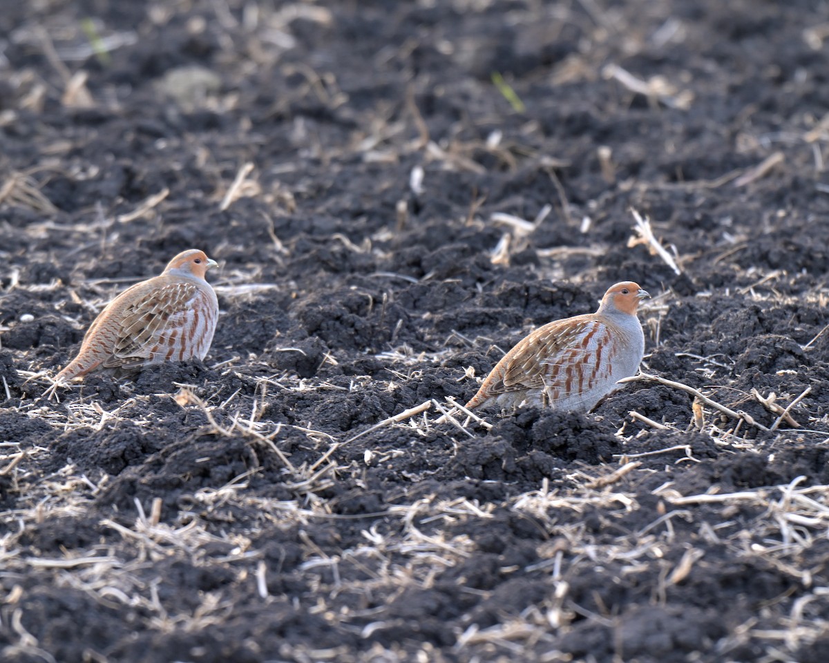 koroptev polní - ML644827359