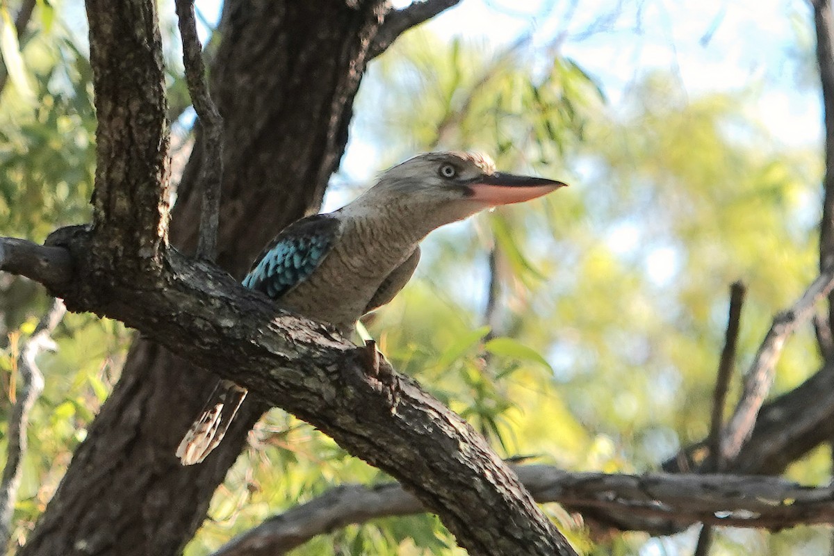 Blue-winged Kookaburra - ML644827367